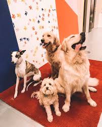 Our Feeling Now That It Is The Weekend Officedogs Officedogsofinstagram Dogswithjobs Dogsofinstagram Dogs Workingdogs Working Dogs Dogs With Jobs Dogs