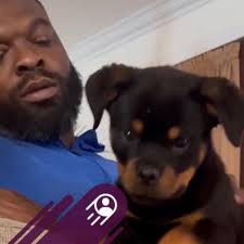 Rottweilers Rottweilers