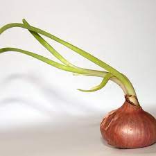 You can direct sow onion bulbs in early spring, as soon as your nighttime temperatures stay above 20 degrees. What To Do With An Onion Or Garlic Clove That Has Sprouted Dengarden