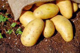 L'étape la plus importante est le buttage, qui s'effectue normalement à deux reprises. Comment Planter Des Pommes De Terre Sans Se Fatiguer Au Refuge Des Graines