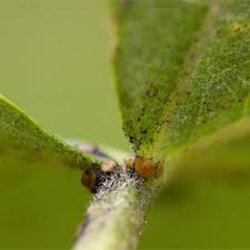 Image result for Croton megalobotrys