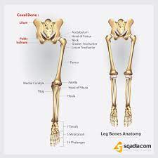 The hard structures inside our body are the bones. Leg Anatomy Human Anatomy Leg Bones Leg Anatomy