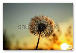A Ripe Dandelion In Spring At The Sunsetلقطة جميلة من الهندباء في الربيع عند غروب الشمس Dandelion Beautiful Stock Photos