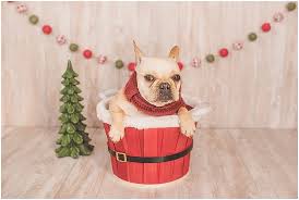 Family pet sessions, individual pet sessions, and pet sessions with children are all encouraged. Elle Woods Holiday French Bulldog Pet Portraits Heather Michelle Photography Blog