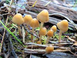 Pin On Psilocybe Semilanceata Liberty Caps Similar Looking Mushrooms In Uk