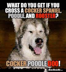 Dog Riddle What Do You Get If You Cross A Cocker Spaniel Poodle And Rooster Cocker Poodle Doo Funny Dog Jokes Funny Animal Jokes Dog Jokes