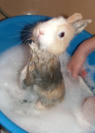 This baby bunny taking a bath might be the cutest thing you've ever seen. Rabbit Bath Cute Fluffy Bunny Takes A Dip Loveisabeautifulthing Flickr
