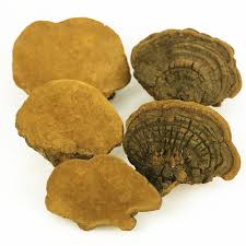 Image result for Phellinus igniarius