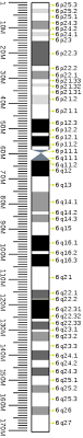 Human chromosomes lab 5 objectives upon completion of this activity, you should be able to: Chromosome 6 Wikipedia