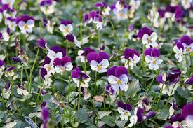 Container may be plastic or clay. Winter Container Plants Nine Of The Best The English Garden