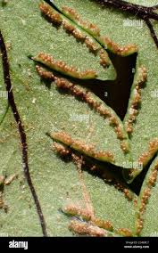 Image result for Doryopteris concolor