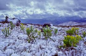 Image result for Diheteropogon filifolius