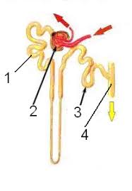 Dirombak dalam hati menjadi urea dan senyawa lain yang bermanfaat. Contoh Soal Sistem Ekskresi Pada Manusia Beserta Jawabannya Bagikan Contoh