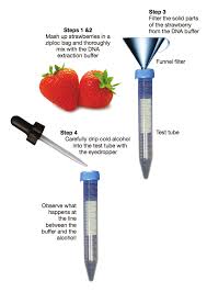 The procedure for extracting dna from a strawberry is simple, and the results are usually obvious, it is easy to see the white strands of dna within the pink solution of strawberry juice. 2