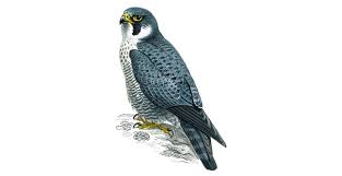 Peregrines hunt from above and, after sighting their prey, drop into a steep, swift dive that can top 200 miles an hour. Peregrine Falcon Facts Falco Peregrinus The Rspb