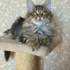 Looking for maine coon cat breeders in the usa? Maine Coons From Ukraine Pet Breeder Facebook 54 Photos