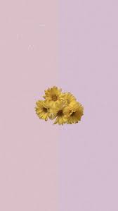 Peonies have captivated people for centuries and are native to asia, north america and southern europe. Aesthetic Flower Flowers Pink Purple Sunflower Hd Mobile Wallpaper Peakpx