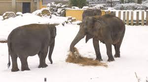 Od svých ošetřovatelů dostal jméno chandru, což v hindštině znamená měsíc. Video Podivejte Se Jak V Zoo Ostrava V Zime A Mrazu Venci Slony Moravskoslezsky Denik
