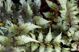 Image result for Athyrium schimperi