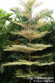 Image result for Terminalia mantaly