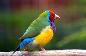 Check spelling or type a new query. Green Yellow Red And Blue Bird Gouldian Finch Hd Wallpaper Wallpaper Flare