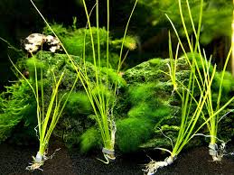 Image result for Vallisneria