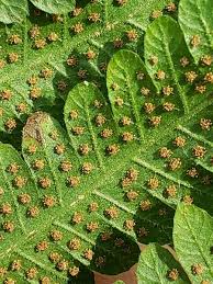 Image result for Christella hispidula