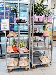 11., just in time for valentine's day. Aldi Garden Line 2021 Fab Finds Bunny S Garden