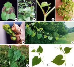 Image result for Vitaceae