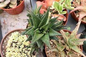 Image result for Haworthia limifolia