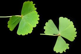 Image result for Marsilea villifolia
