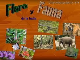 Resultado de imagen para flora y fauna