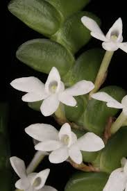 Image result for Angraecum distichum