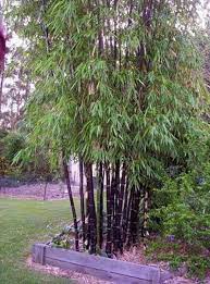 44 Comfy Bamboo Garden Decor Ideas Garden Decorations Are Actually The Outside Image Of Your House F Bamboo Garden Backyard Garden Landscape Bamboo Landscape