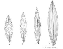 Image result for Psorospermum mechowii