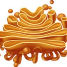 Yet, many scientists did not believe that what golgi observed was a real organelle present in the cell and instead argued that the apparent body was a visual distortion caused by staining. Golgi Body On Twitter In Animal Cells We Are Able To Disintegrate During Mitosis And Rebuild And In Plant Cell We Can Remain Intact This Just Shows Our Flexibility In Both Cells