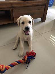 Meet 9 Week Old Zyla Please Donate Us Hello There Bright People Are You Doglover Or Have You Any Pretty Dogs I Think You Cute Animals Dog Lovers Donate