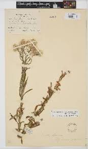 Image result for Pseudognaphalium oligandrum