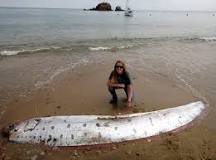 Image result for oarfish off the coast of California