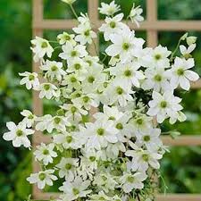 Mayleen can reach up to 35 feet in an ideal sunny spot. Clematis Mail Shop
