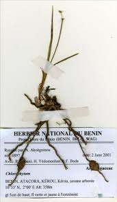 Image result for Chlorophytum affine