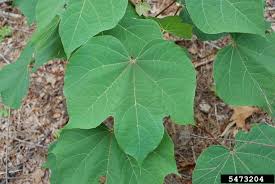 Image result for Firmiana