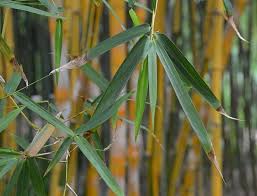 Image result for Bambusa balcooa