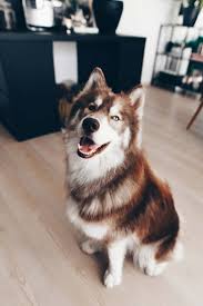 fellpflege beim hund 9 tipps fur glanzendes und schones fell the pawsome tyroleans in 2020 husky hund hunde hunderassen