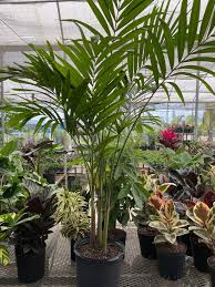 Image result for Adonidia