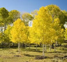 Find the perfect aspen tree stock photos and editorial news pictures from getty images. Quaking Aspens For Sale Brighterblooms Com