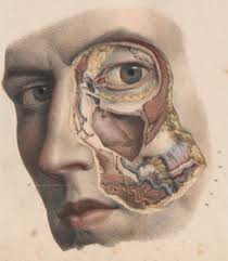 Nicolas Henri Jacob Anatomie Kunst Medizinische Illustration Biologie Kunst