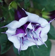 Maybe you would like to learn more about one of these? Amazon Com 10 Purple White Angel Trumpet Brugmansia Fragrant Flowering Plant Seeds Garden Outdoor Angel Trumpet Plant Brugmansia Angel Trumpet