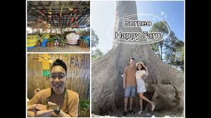 Kuching is the commercial center and largest city of the state of sarawak on the island of borneo. Borneo Happy Farm Kuching Part 1 Youtube