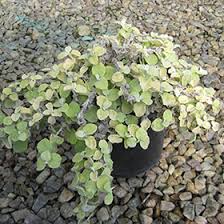 Image result for Helichrysum lineare